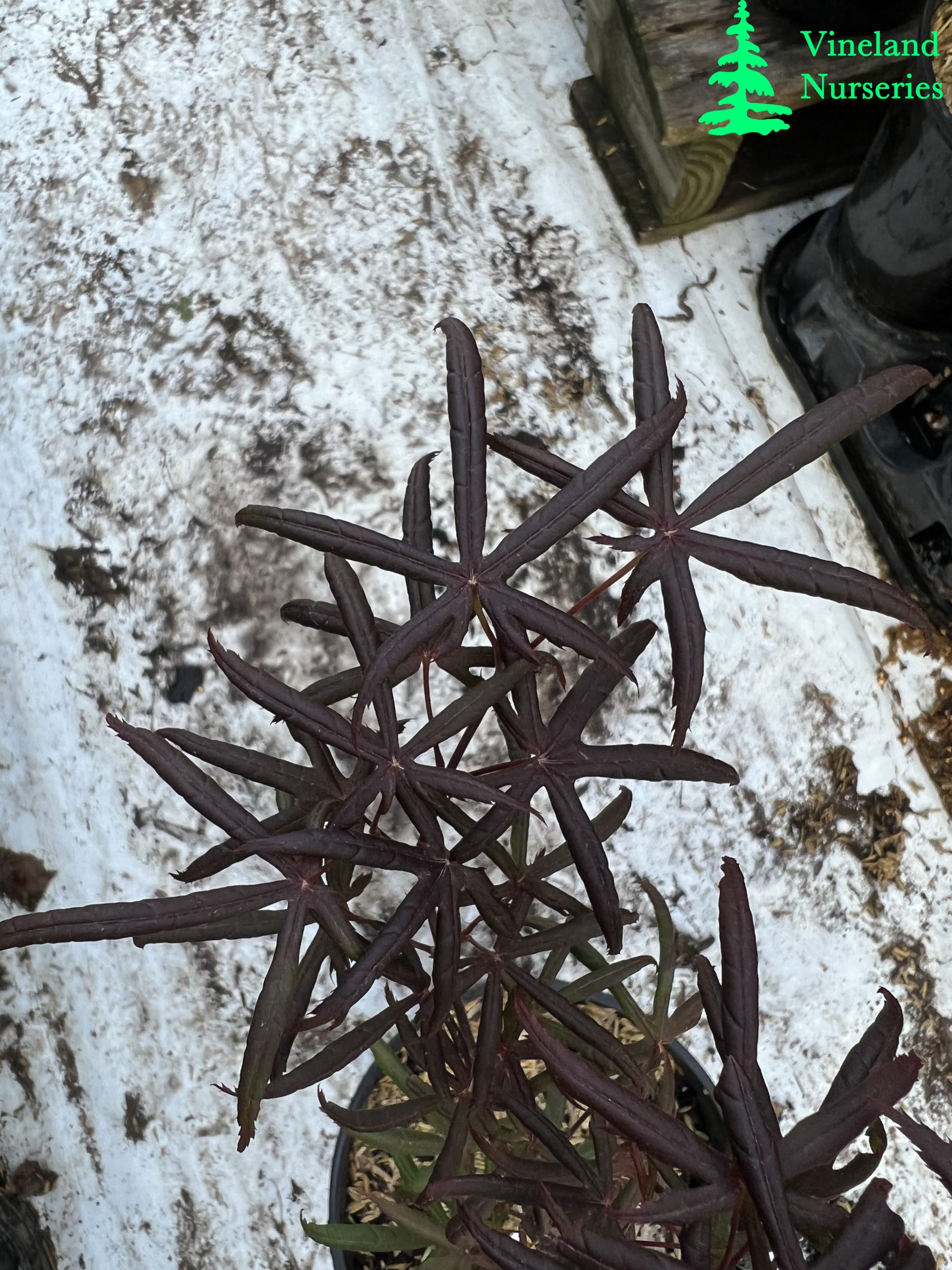 Acer Palmatum Peve Starfish