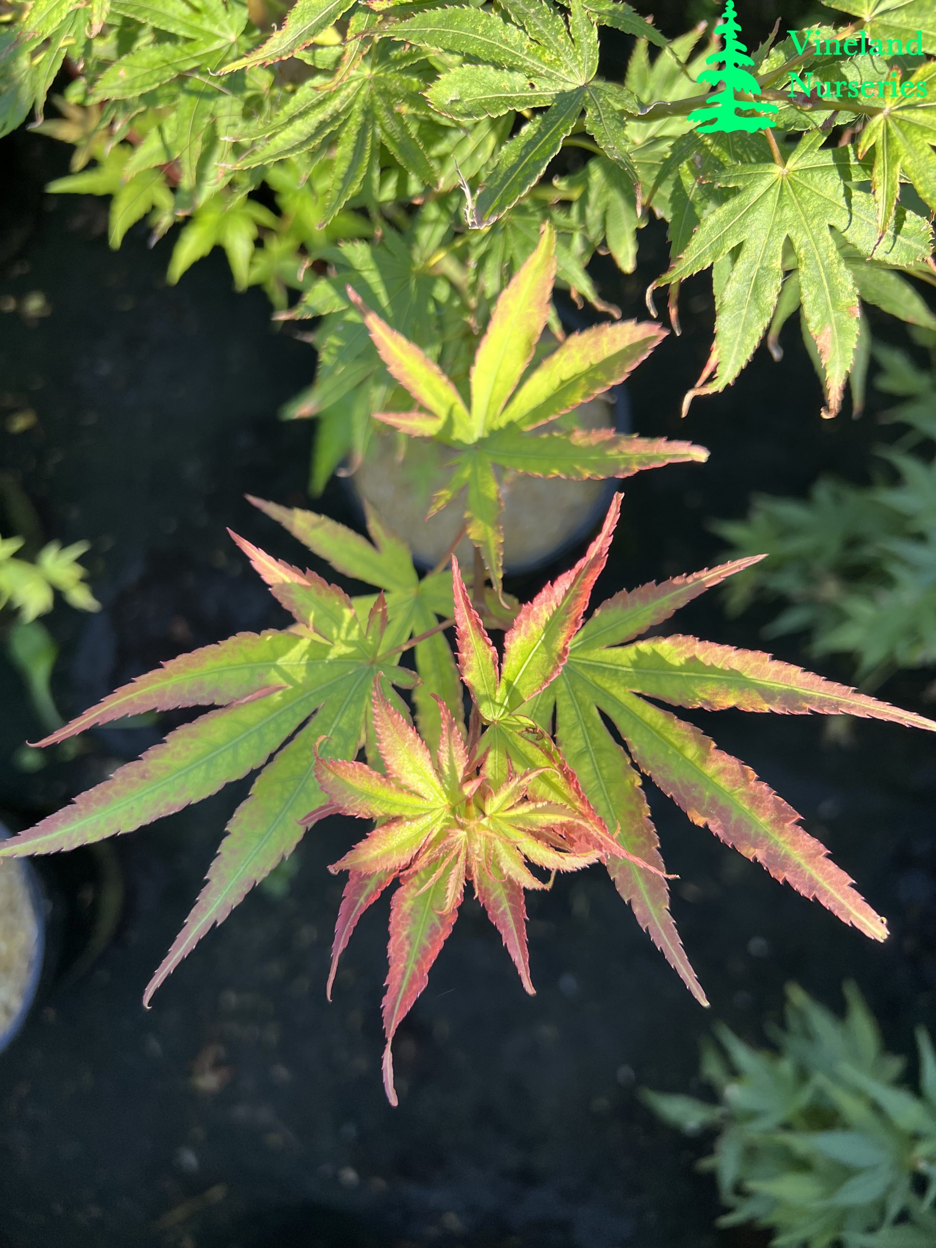 Acer Palmatum Phantom Flame 1
