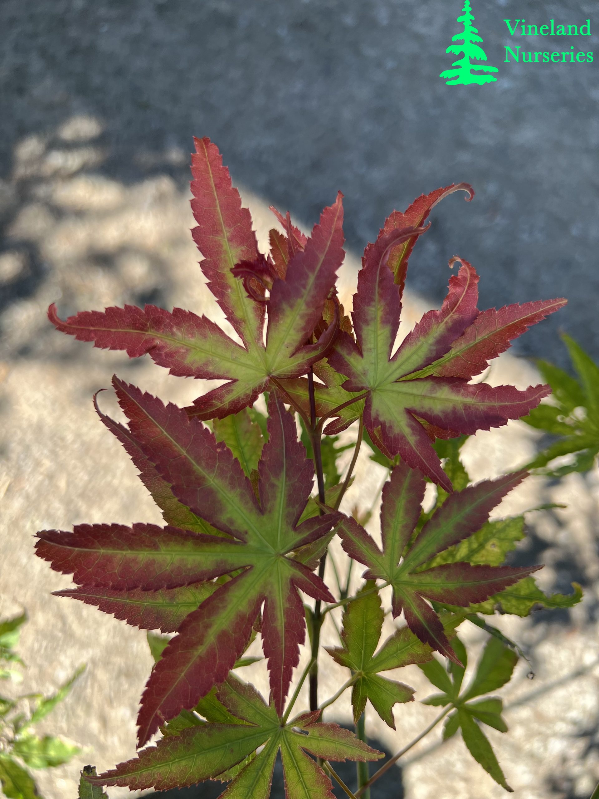 Acer Palmatum Phantom Flame 2