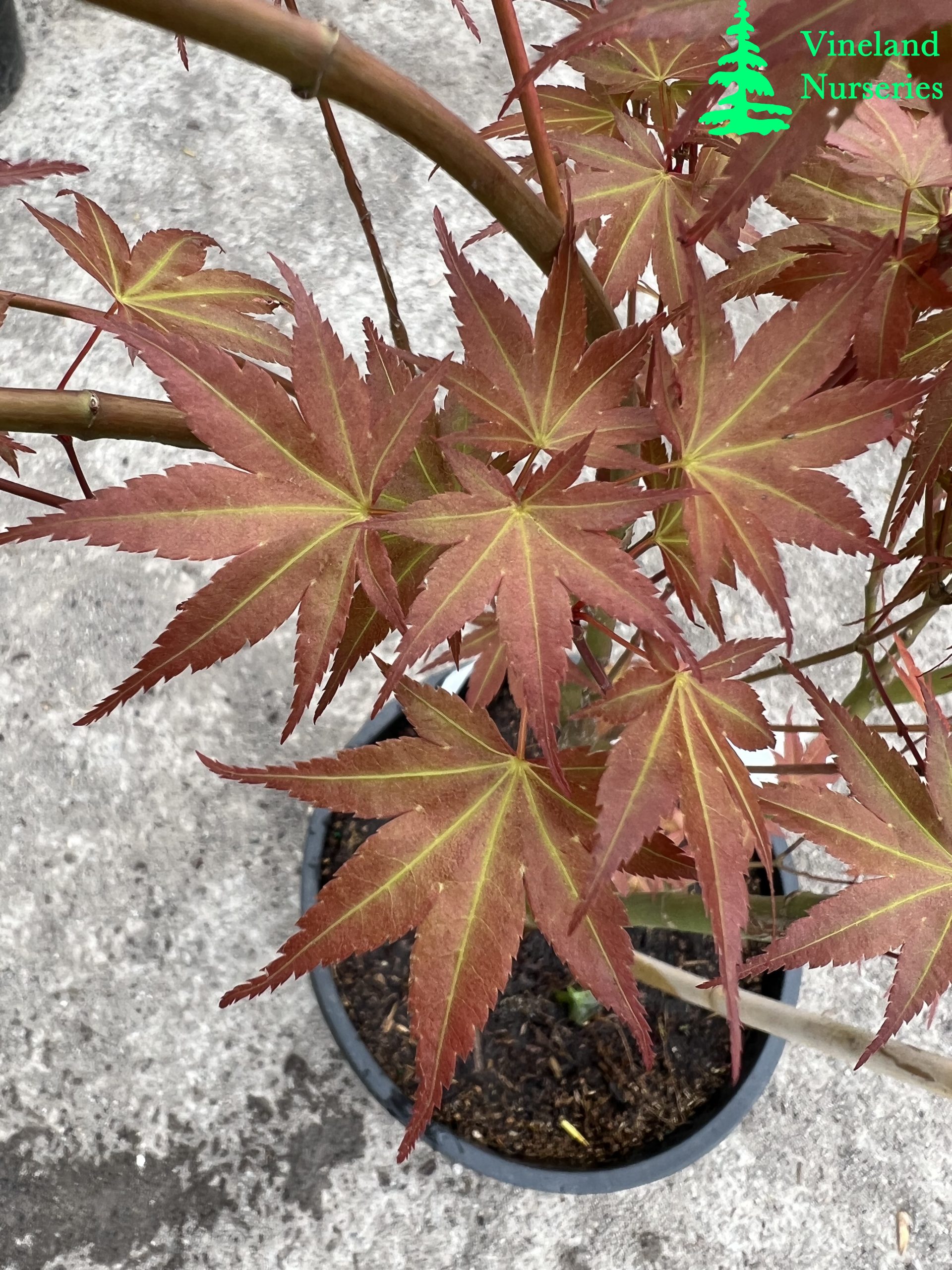 Acer Palmatum Phoenix 1