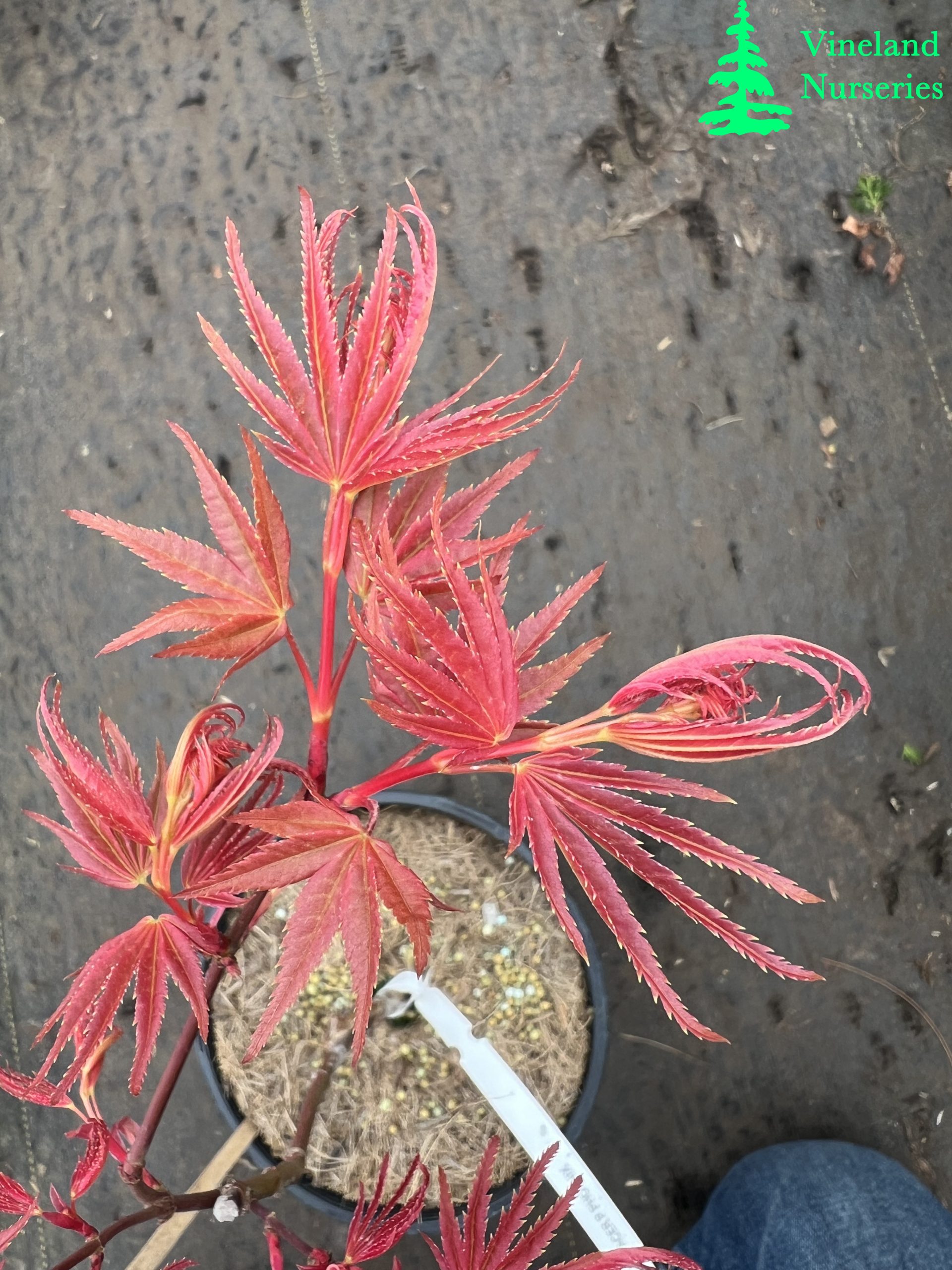 Acer Palmatum Phoenix 2
