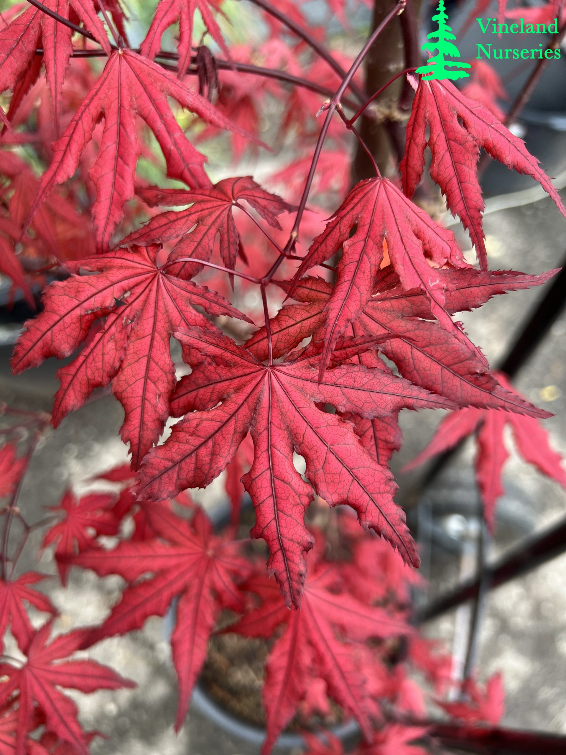Acer Palmatum Purple Ghost