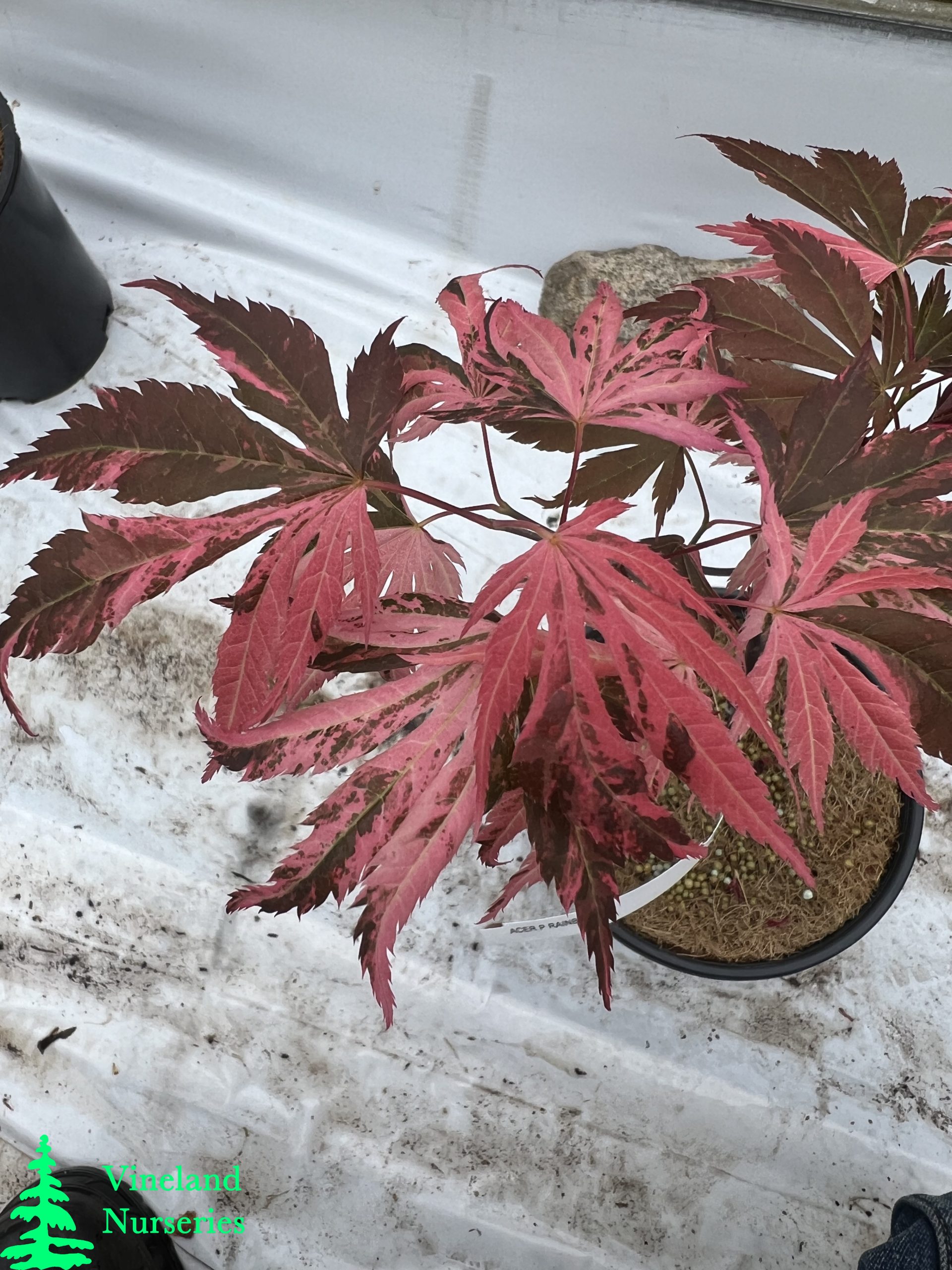 Acer Palmatum Rainbow 2
