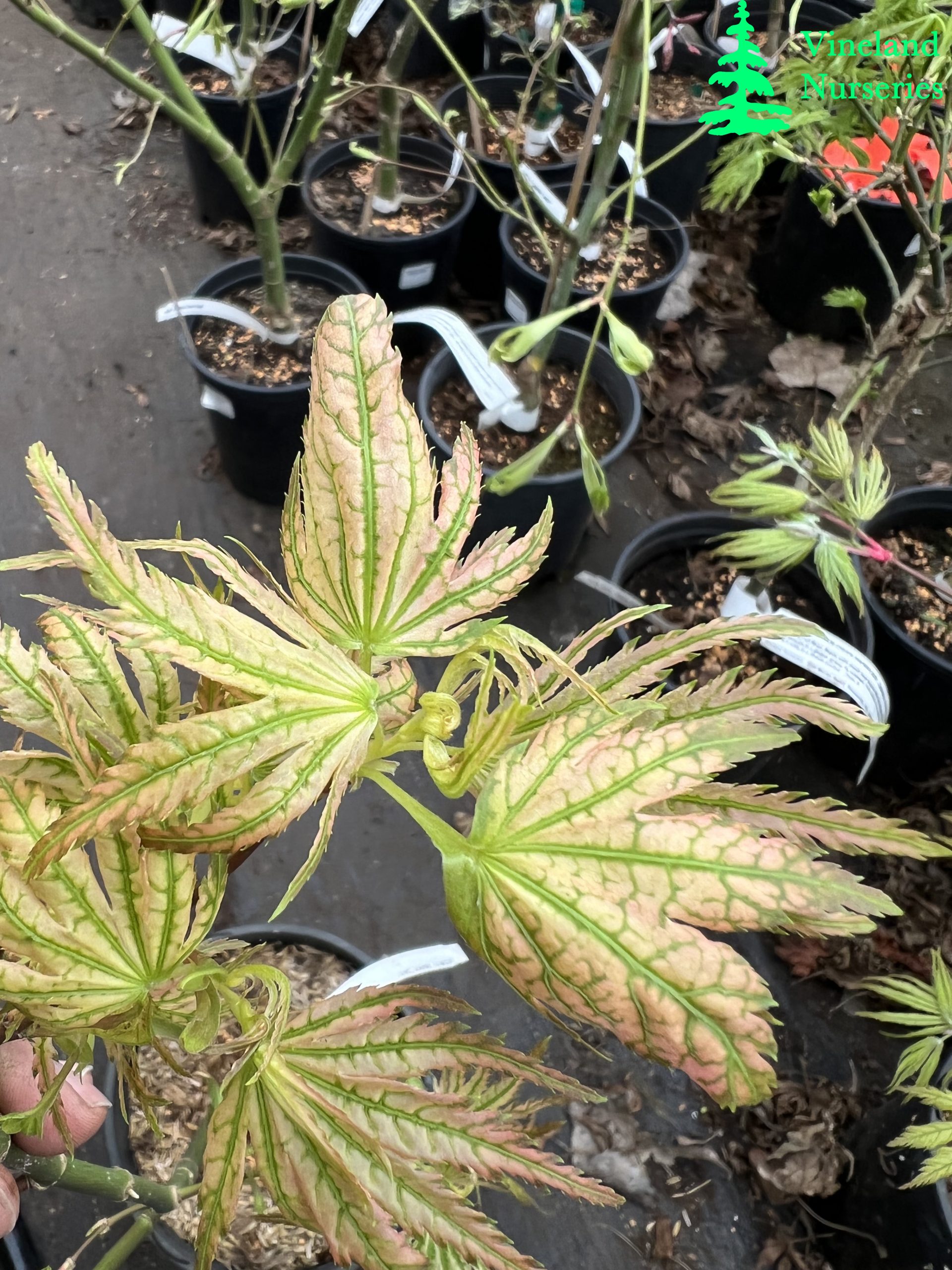 Acer Palmatum Rainy Day 2