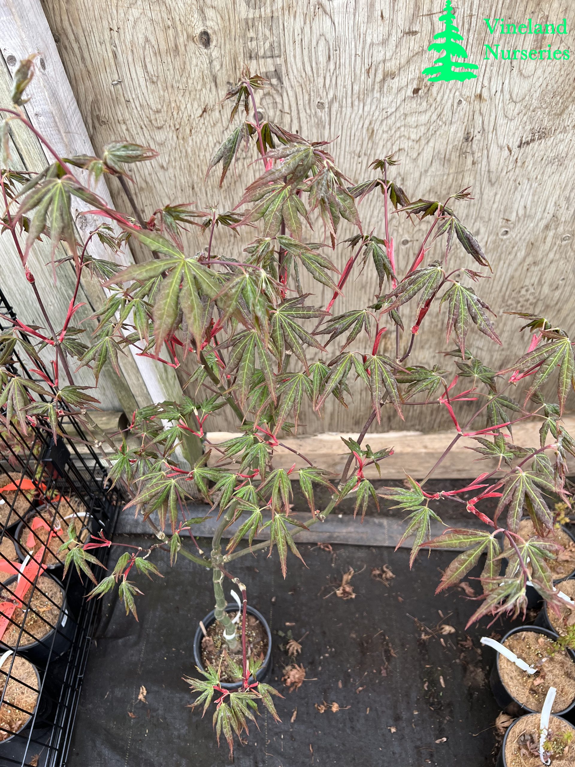Acer Palmatum Rugose 1