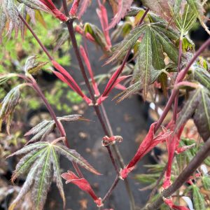 Acer Palmatum Rugose 2