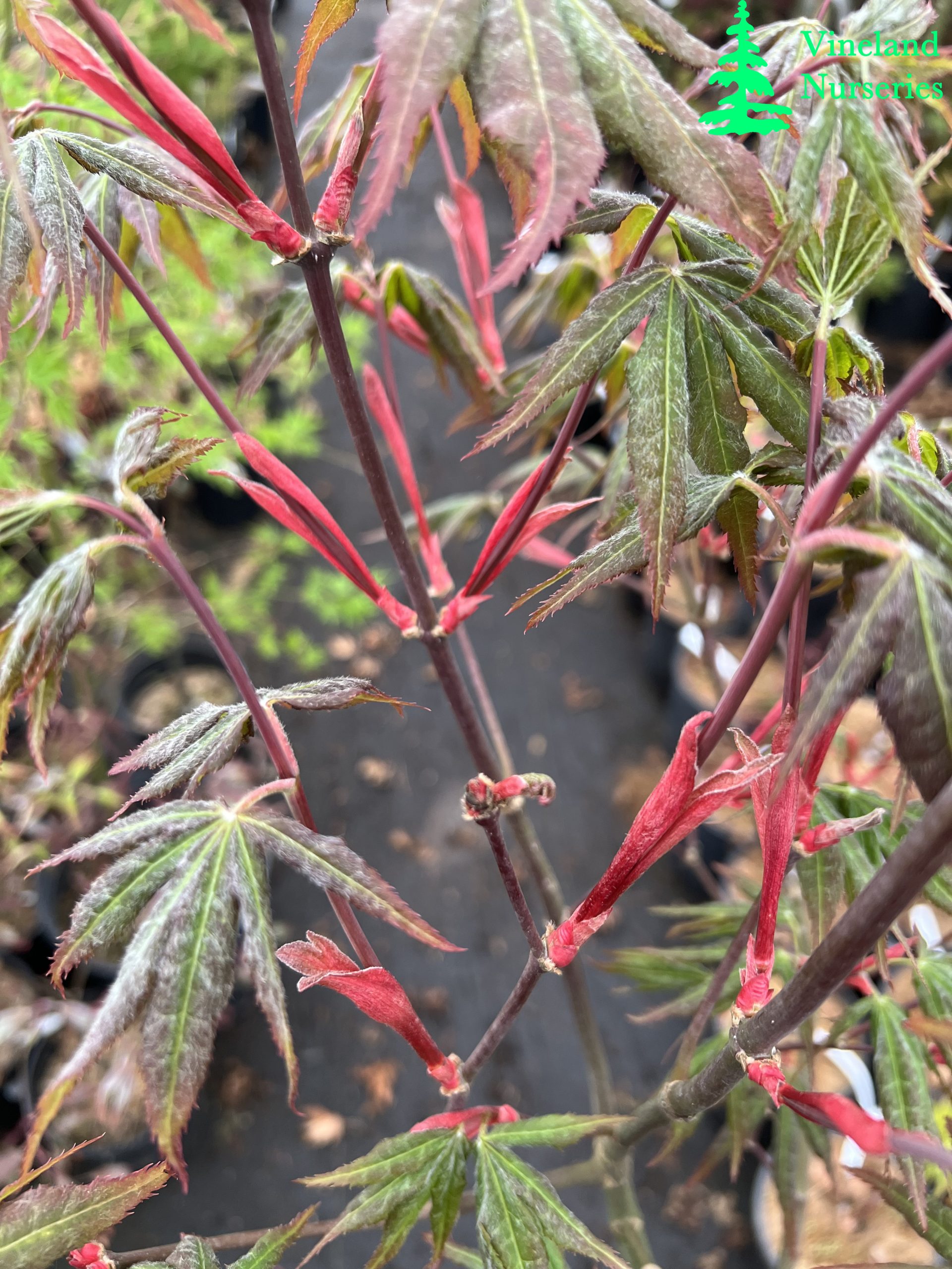 Acer Palmatum Rugose 2