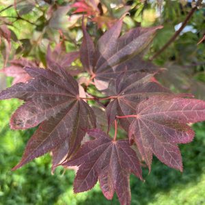 Acer Palmatum Ruslyn In The Pink 1