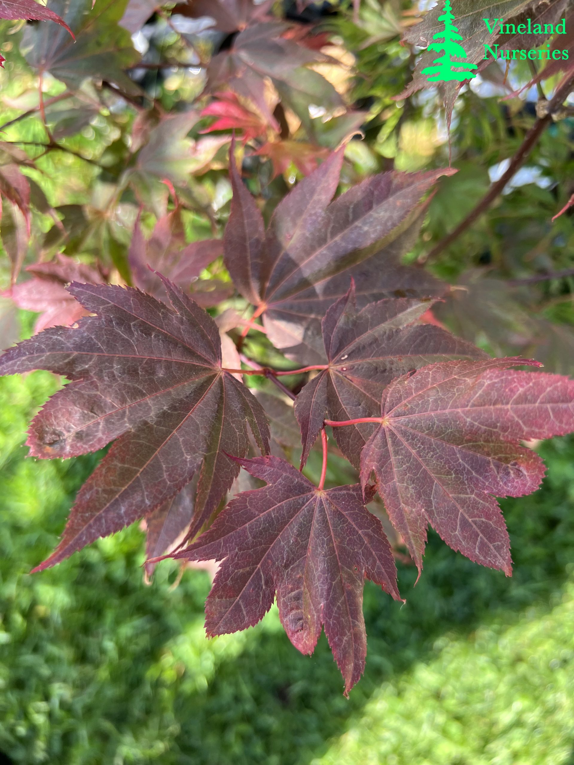 Acer Palmatum Ruslyn In The Pink 1
