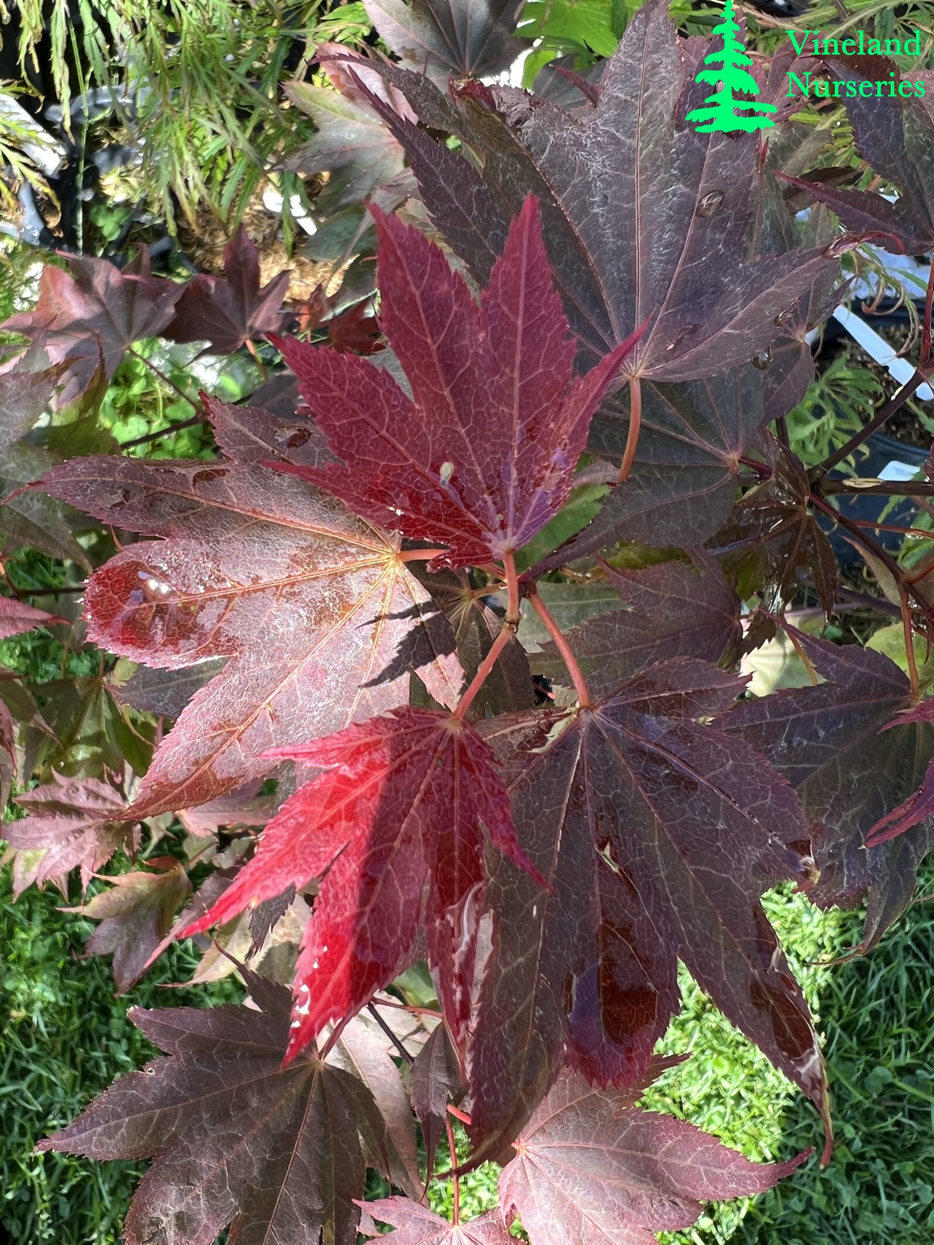 Acer Palmatum Ruslyn In The Pink 2