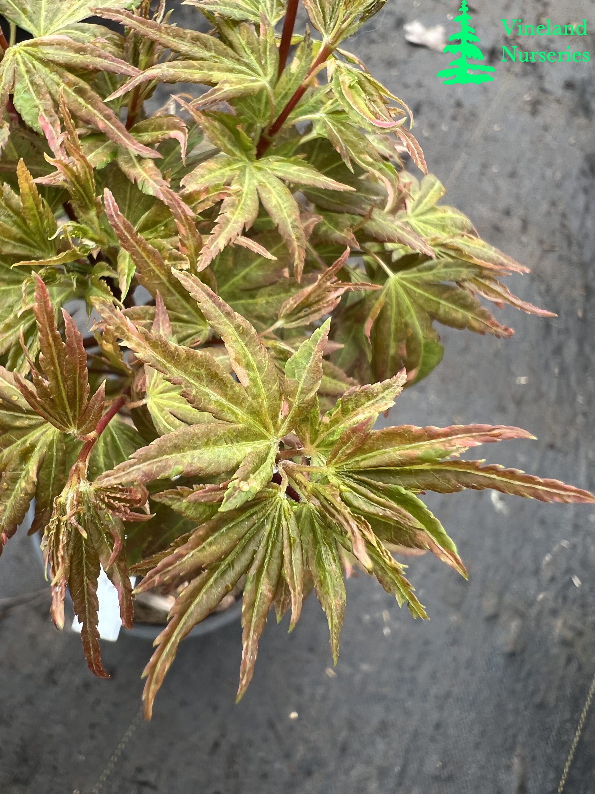 Acer Palmatum Ryugu 1