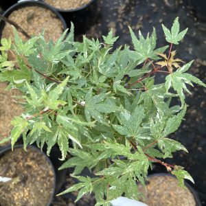 Acer Palmatum Ryugu 2