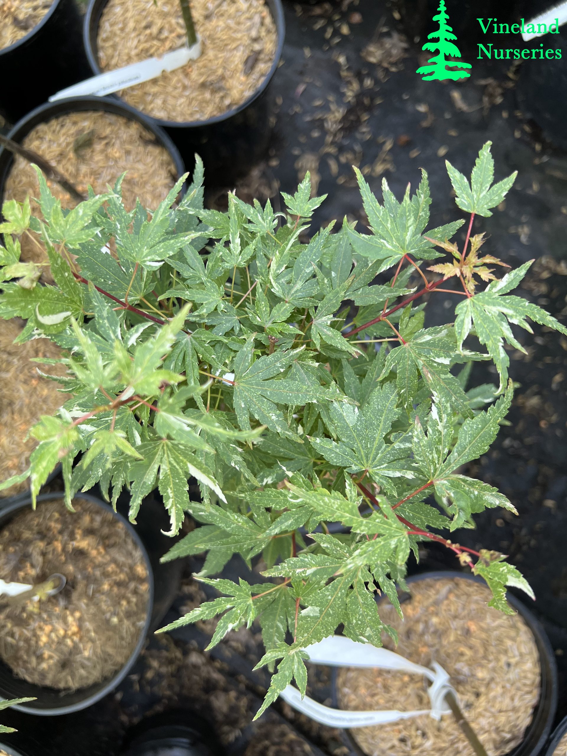 Acer Palmatum Ryugu 2