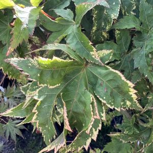 Acer Palmatum Sagara Nishiki 1