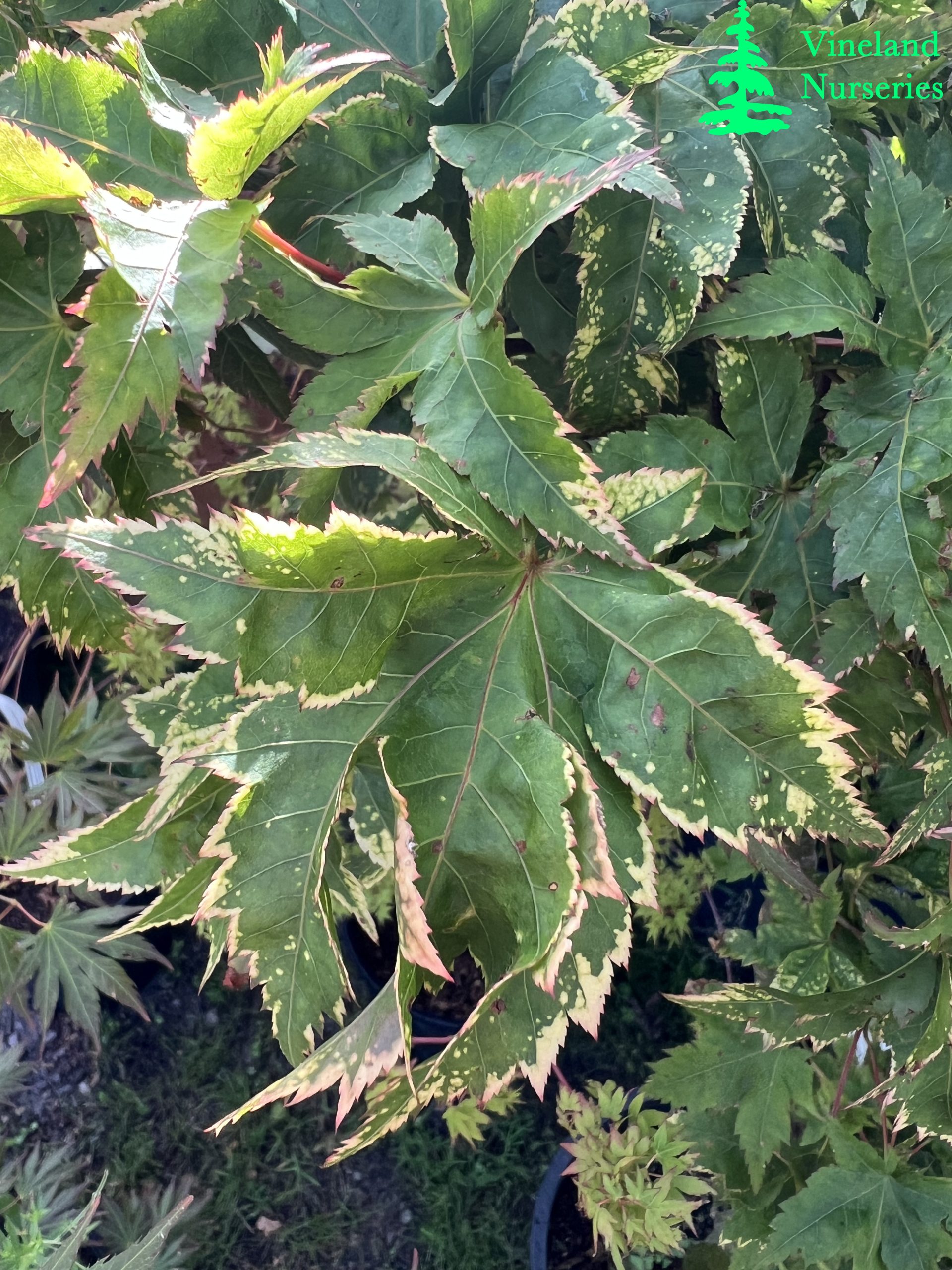 Acer Palmatum Sagara Nishiki 1
