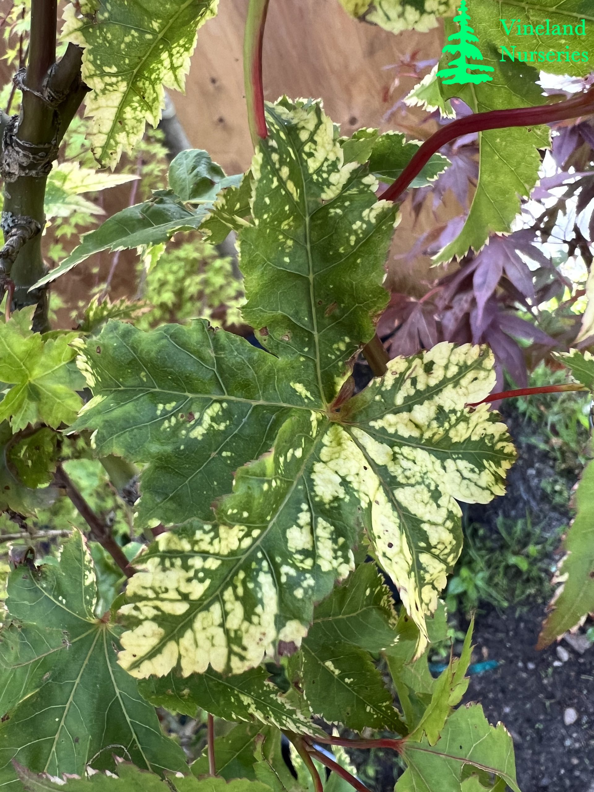 Acer Palmatum Sagara Nishiki 2