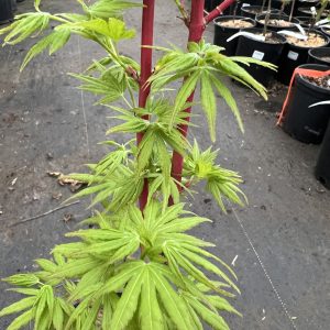 Acer Palmatum Sango Kaku