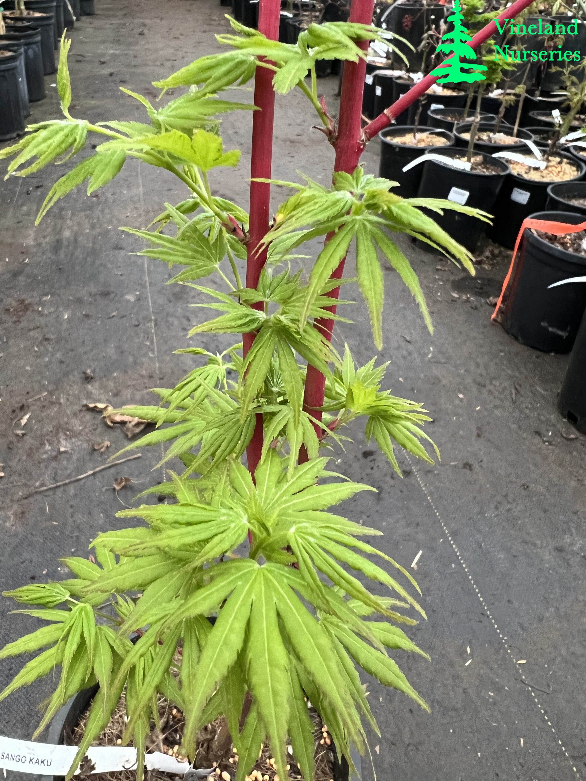 Acer Palmatum Sango Kaku