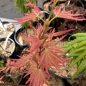 Acer Palmatum Seigen