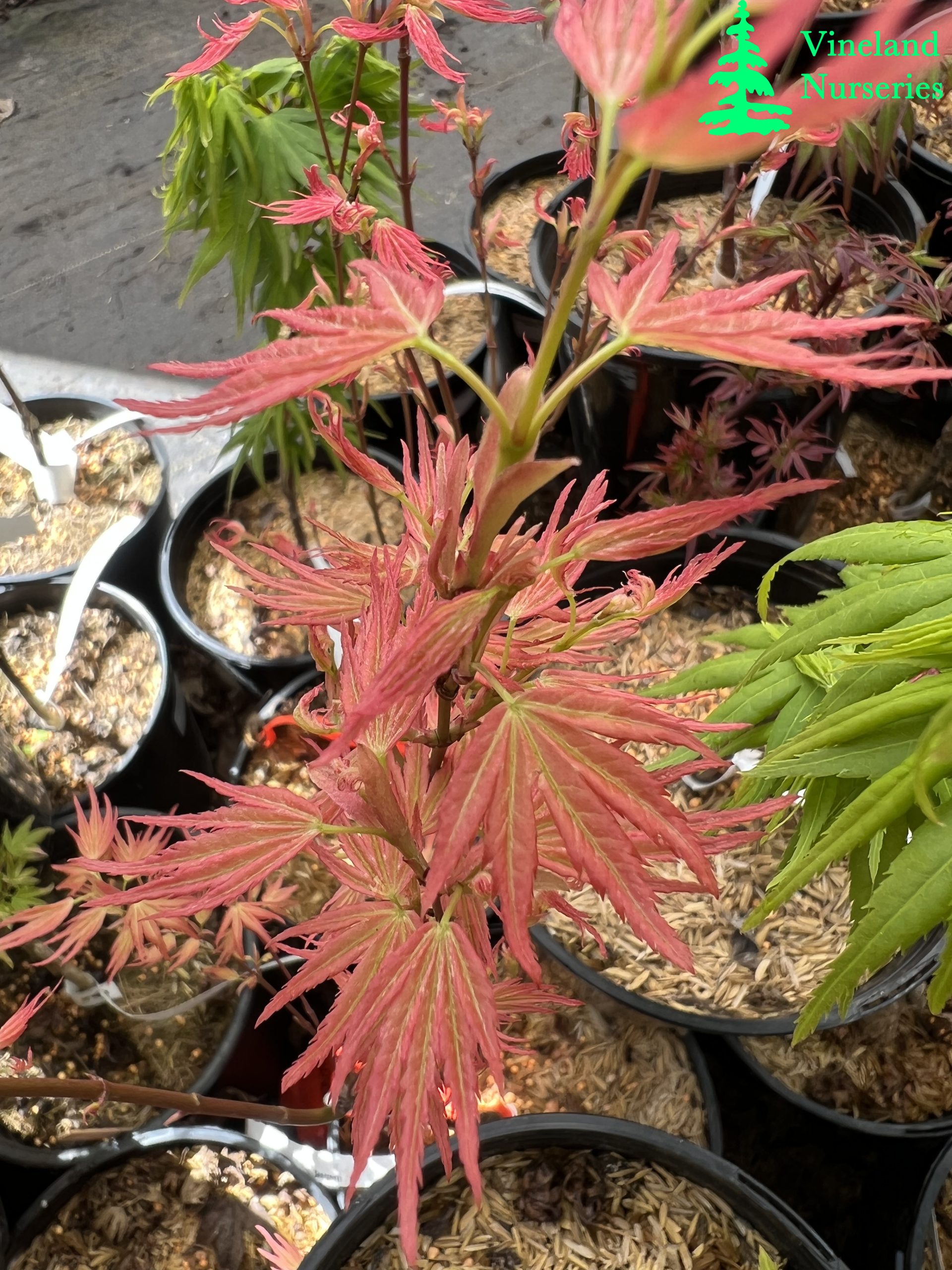 Acer Palmatum Seigen