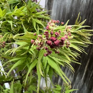 Acer Palmatum Sekka Yatsubusa