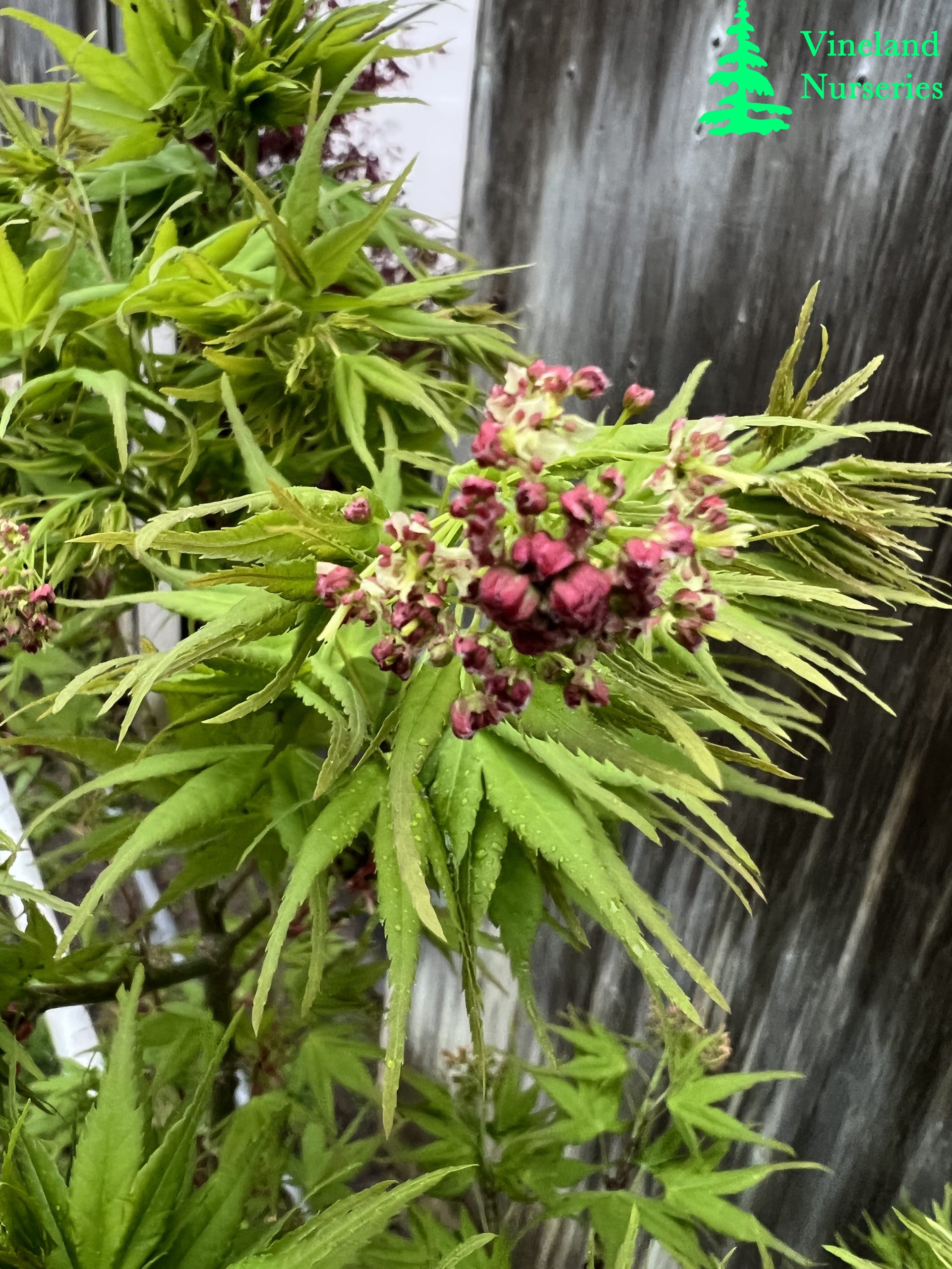 Acer Palmatum Sekka Yatsubusa