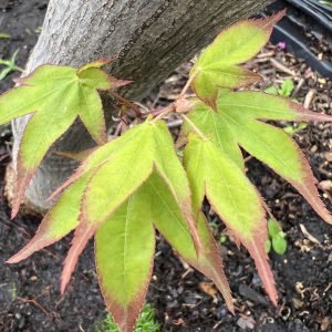 Acer Palmatum Shigarami
