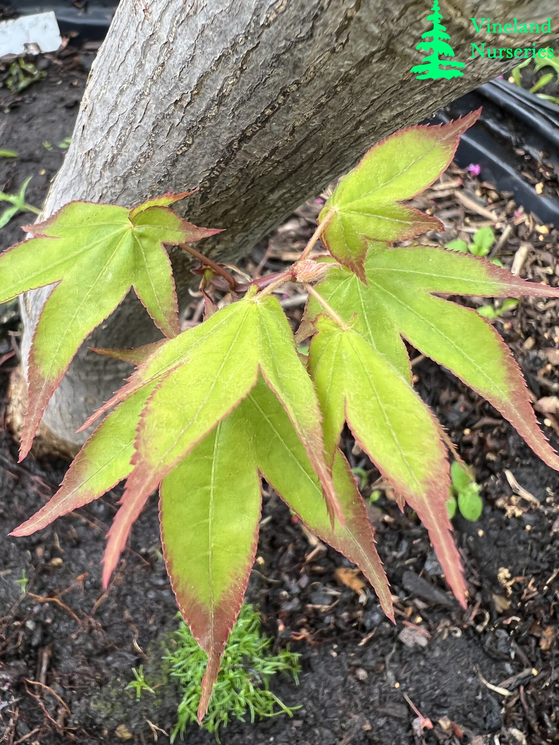 Acer Palmatum Shigarami