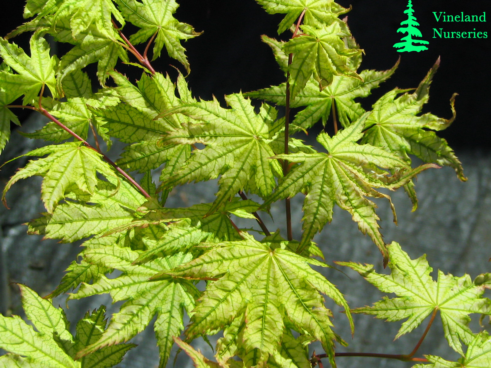 Acer Palmatum Shigitatsu Sawa