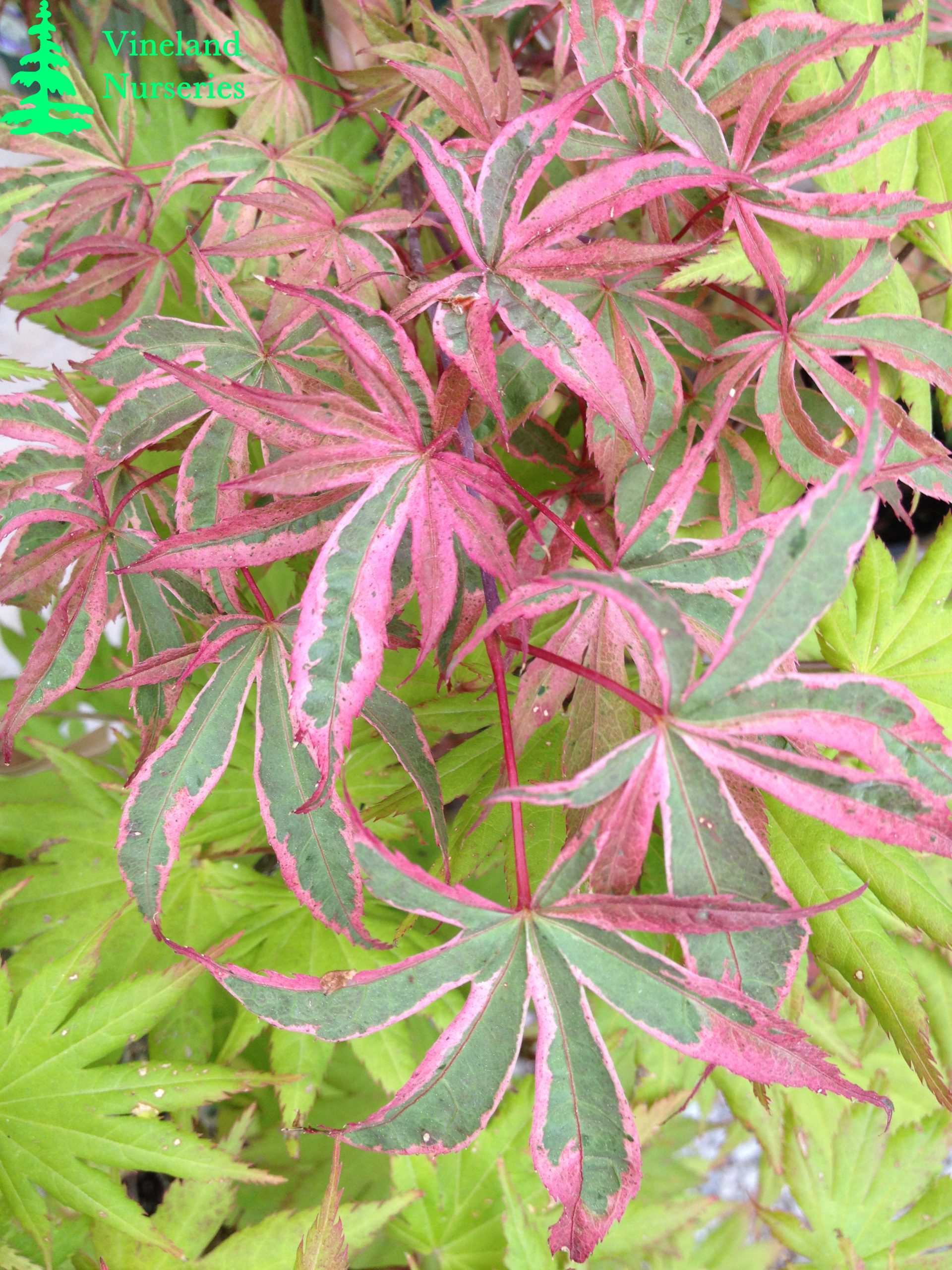 Acer Palmatum Shirazz 2
