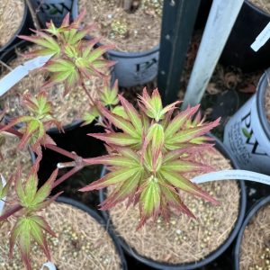 Acer Palmatum Shishi Yatsubusa