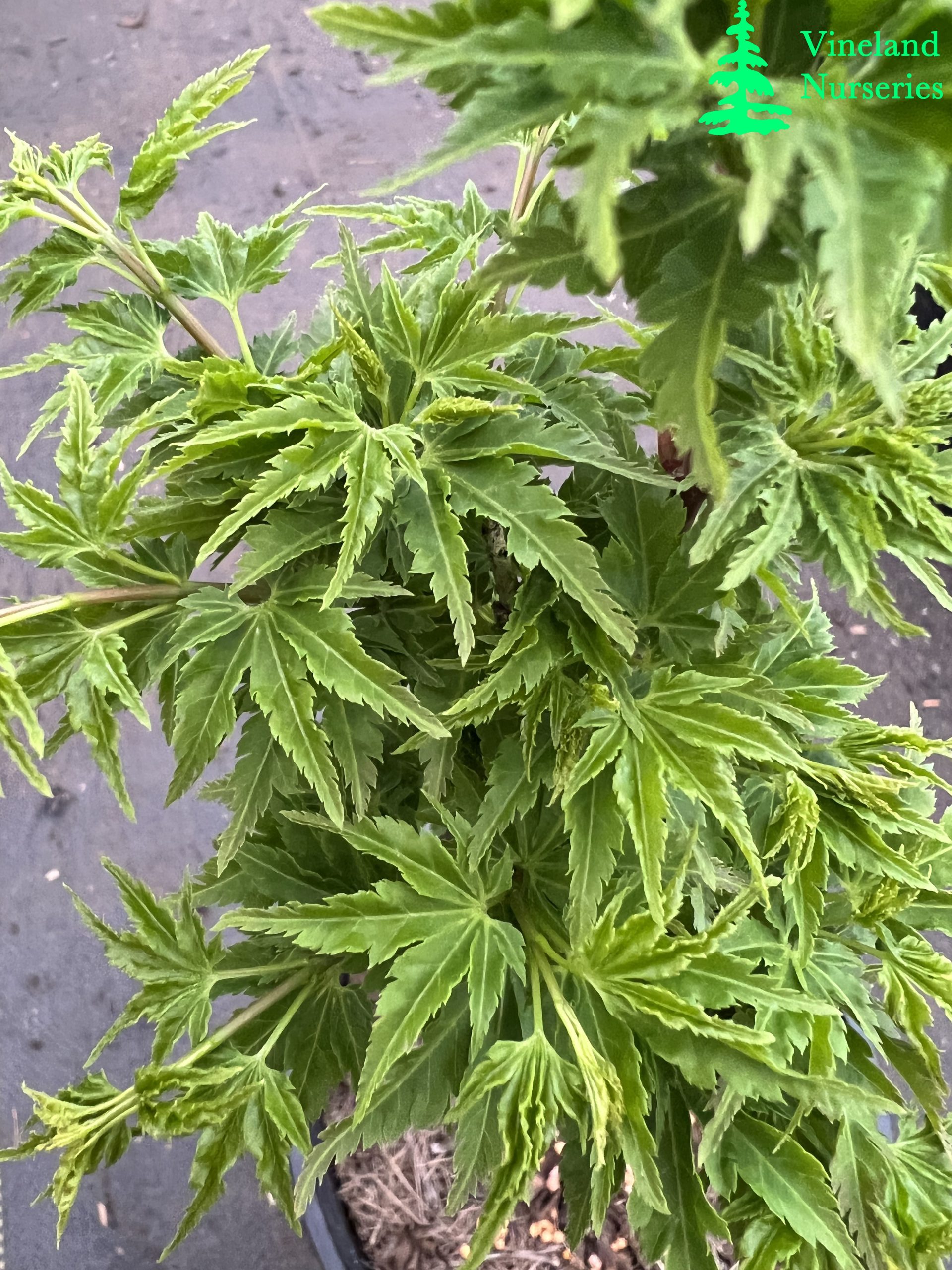 Acer Palmatum Shishigashira
