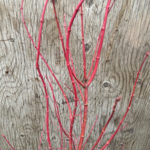 Acer Palmatum Sir Damon 2