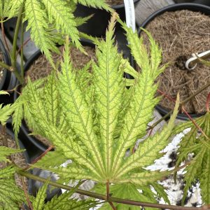 Acer Palmatum Sister Ghost