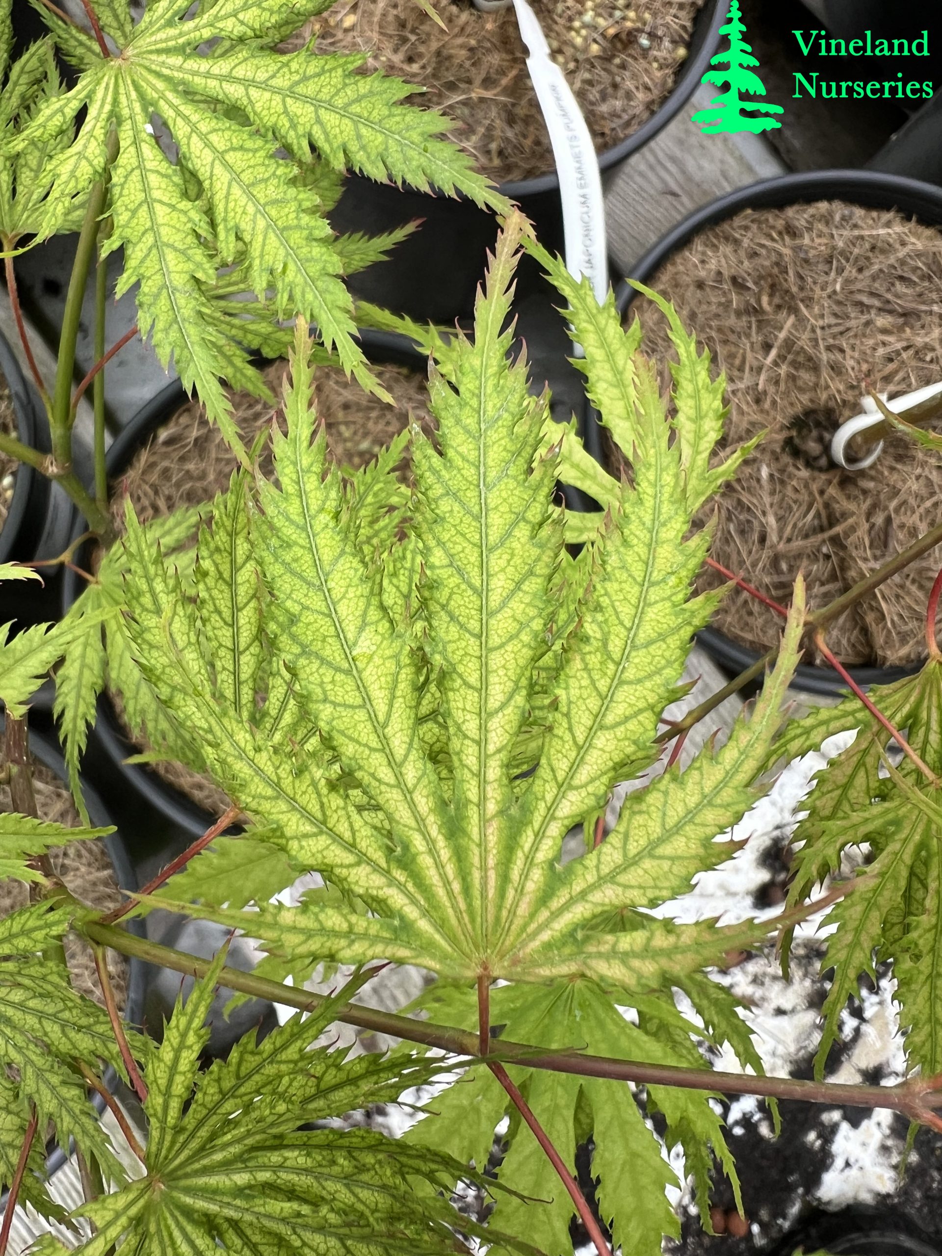 Acer Palmatum Sister Ghost