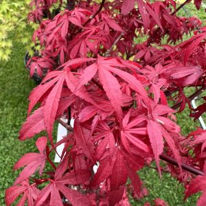 Acer Palmatum Skeeter's Broom