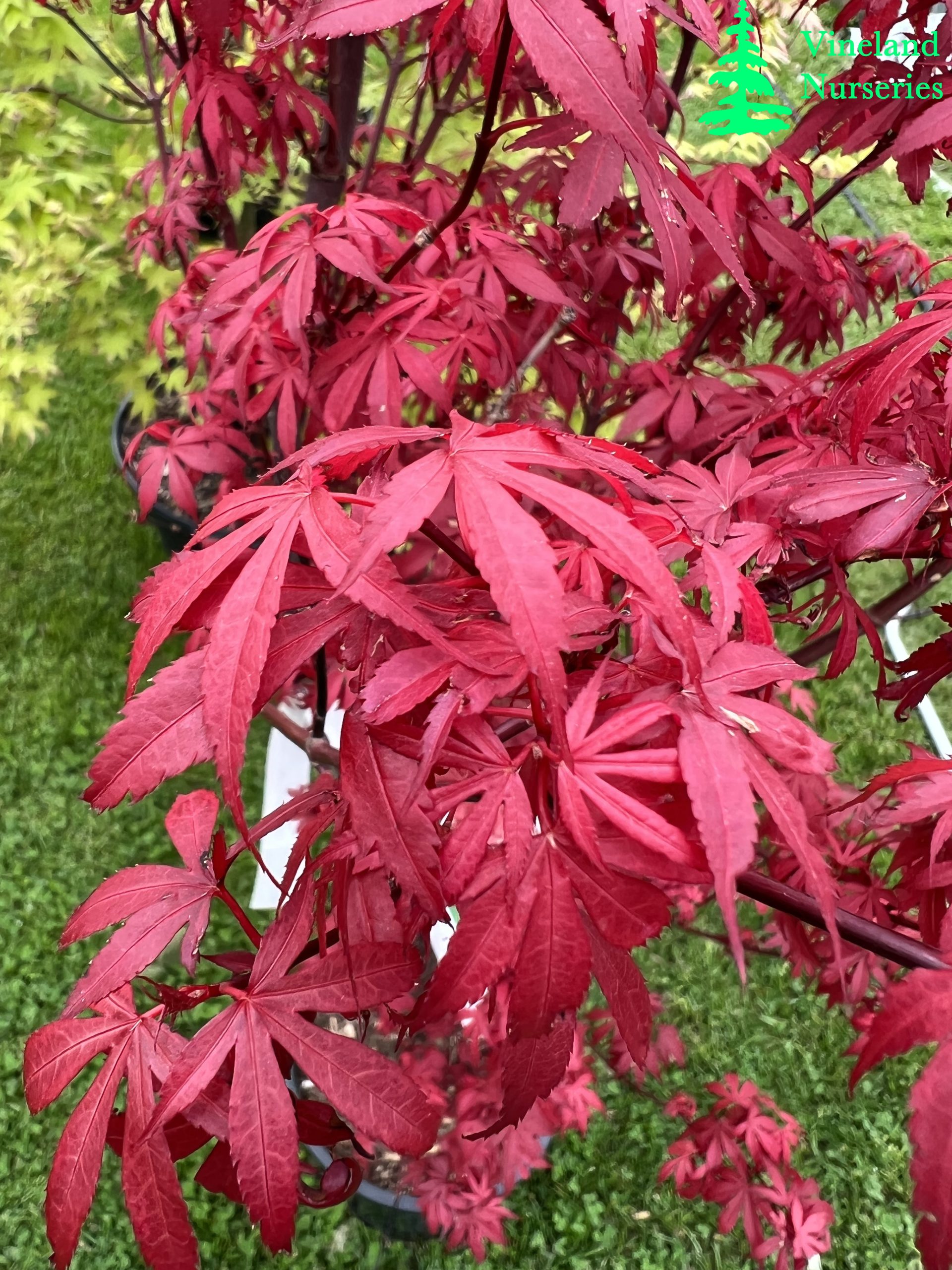 Acer Palmatum Skeeter's Broom