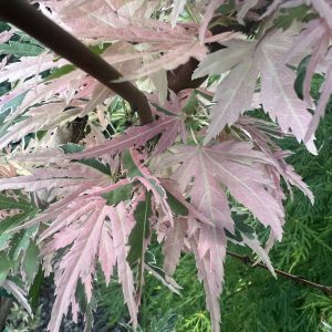 Acer Palmatum Taylor 1