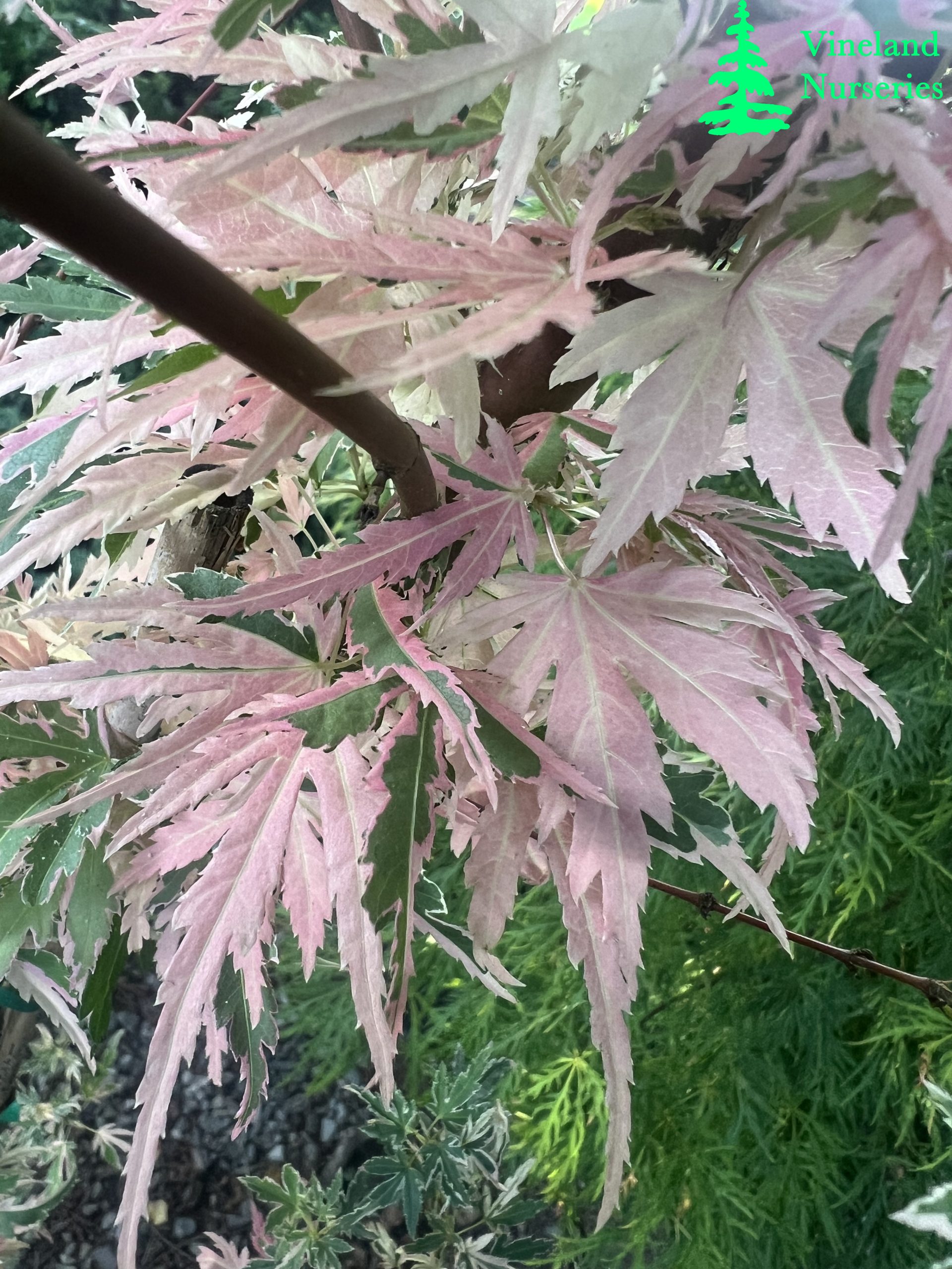 Acer Palmatum Taylor 1