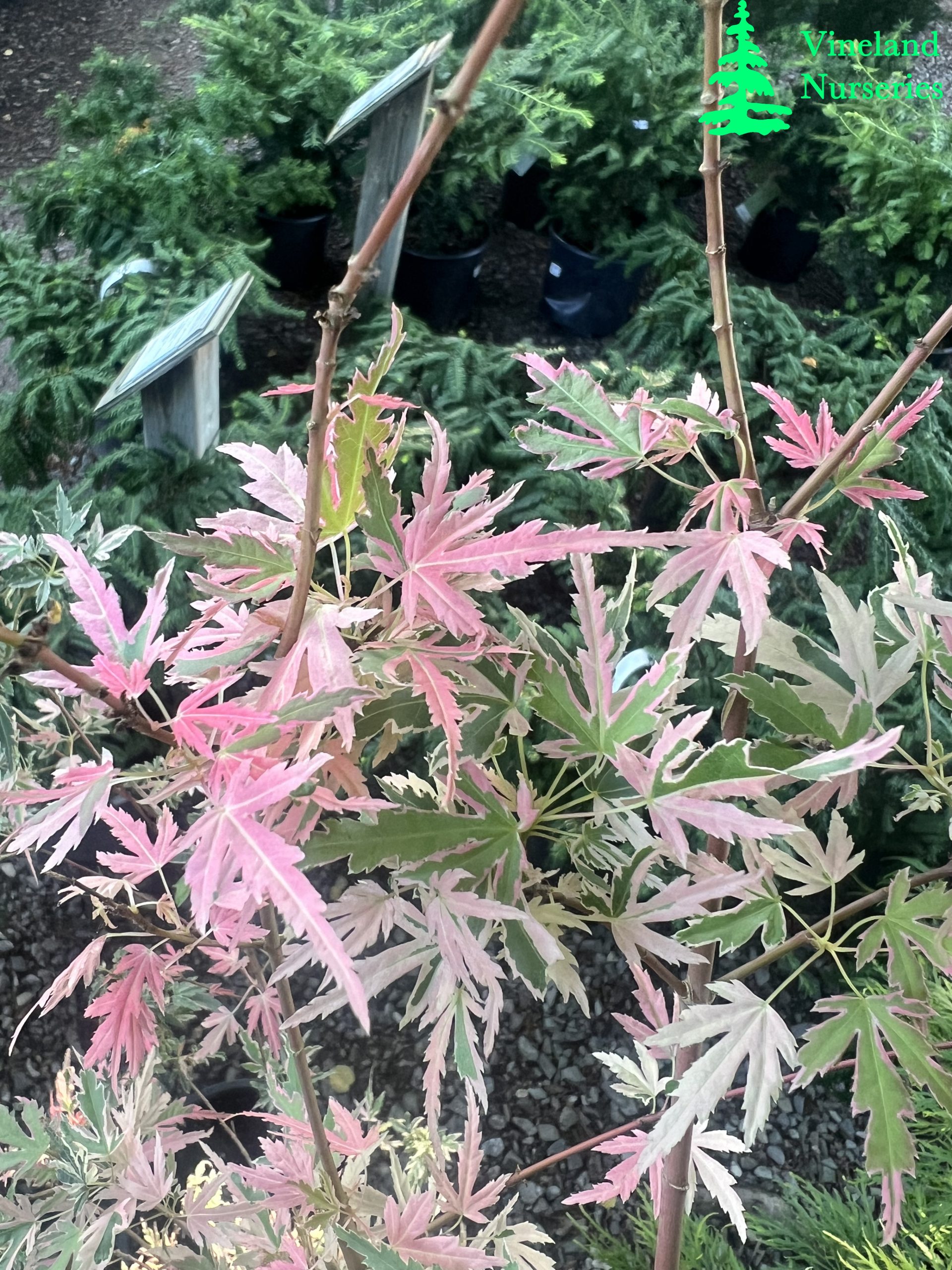 Acer Palmatum Taylor 2