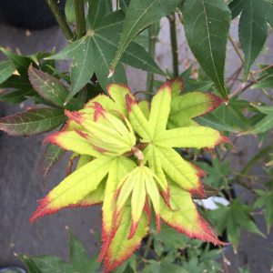 Acer Palmatum Tsuma Gaki