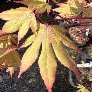 Acer Palmatum Twilight