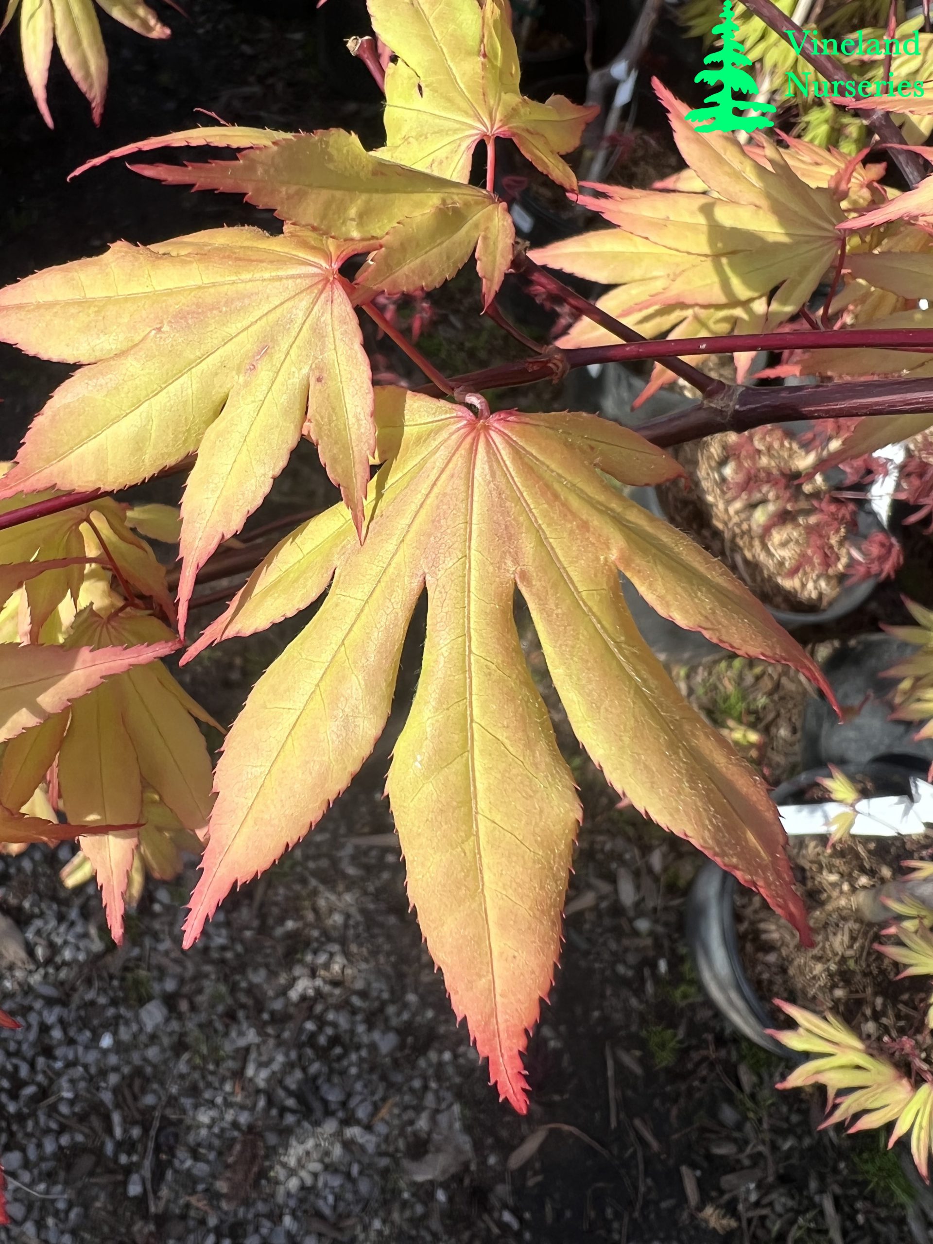 Acer Palmatum Twilight
