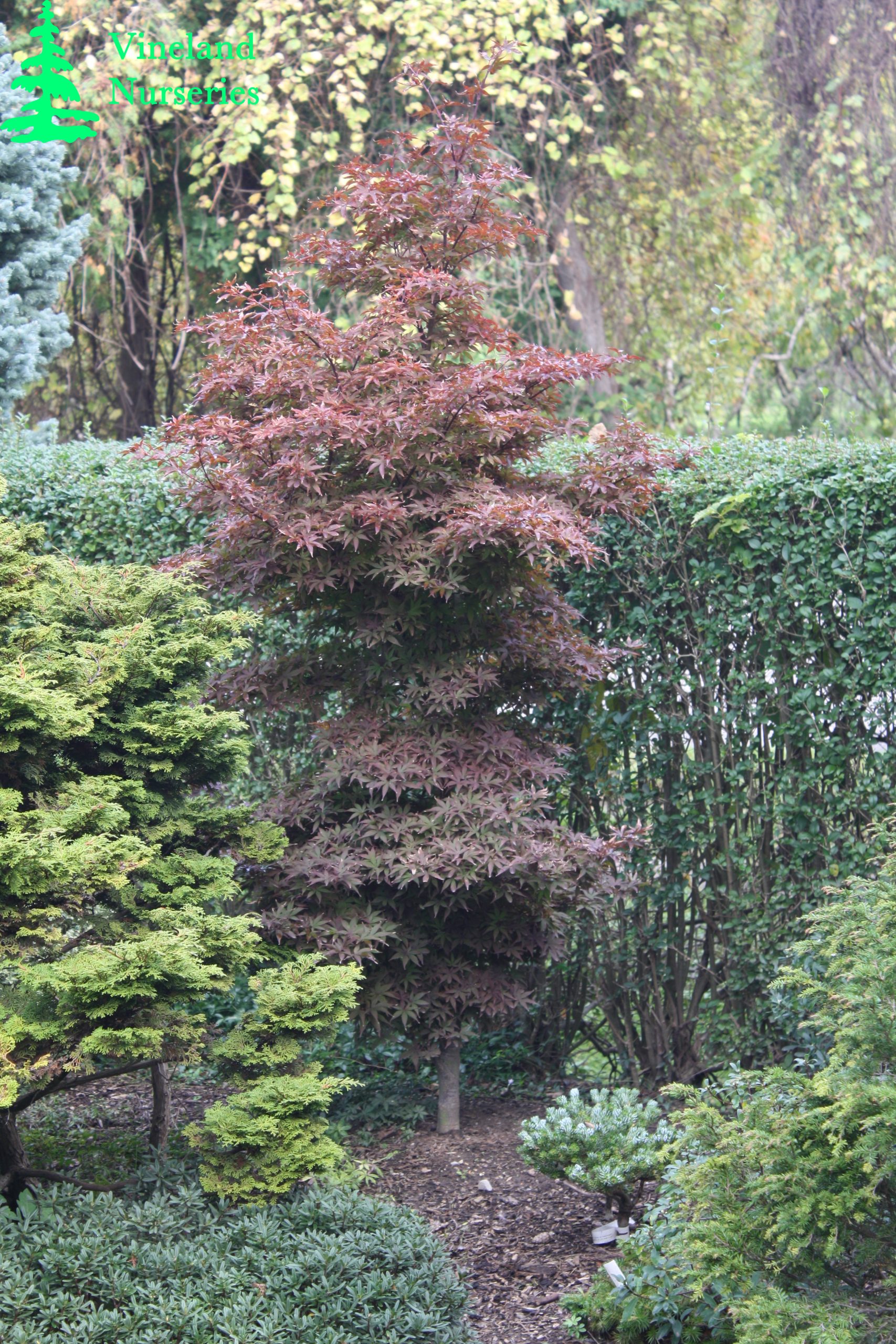 Acer Palmatum Twombly's Red Sentinel