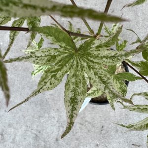 Acer Palmatum Ukigumo 2