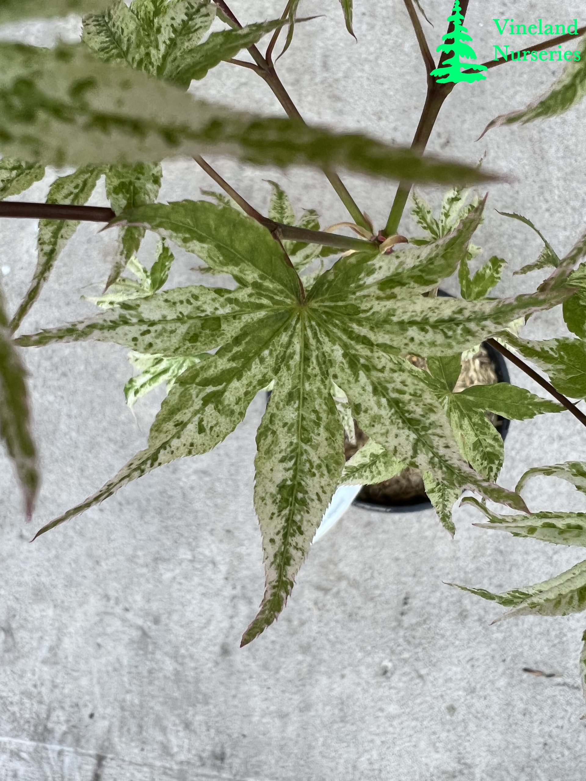 Acer Palmatum Ukigumo 2
