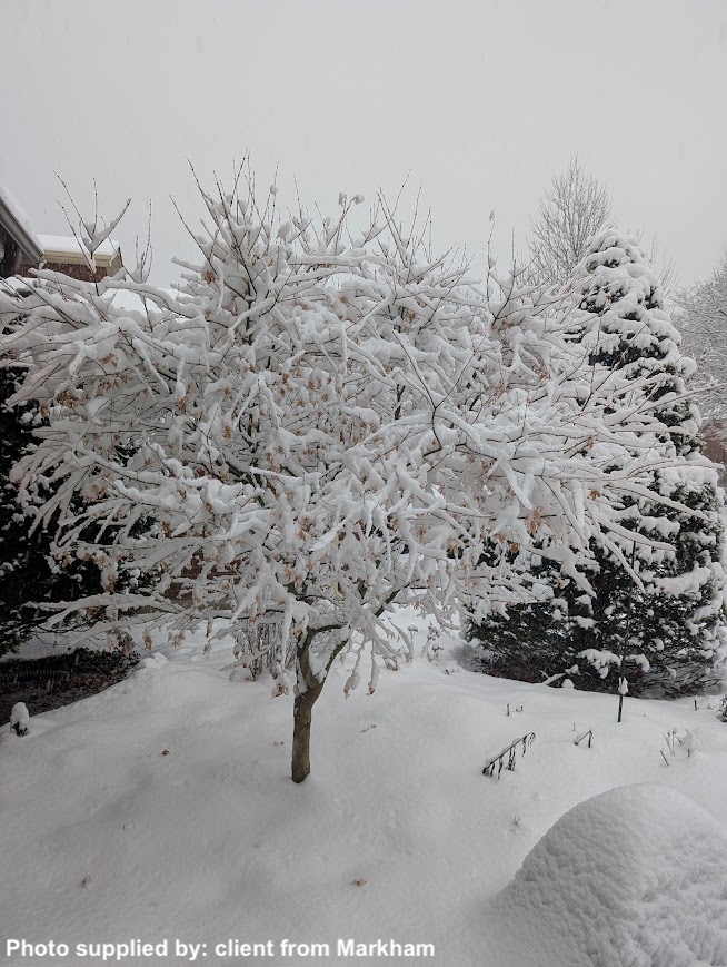 Acer Palmatum Ukigumo 4