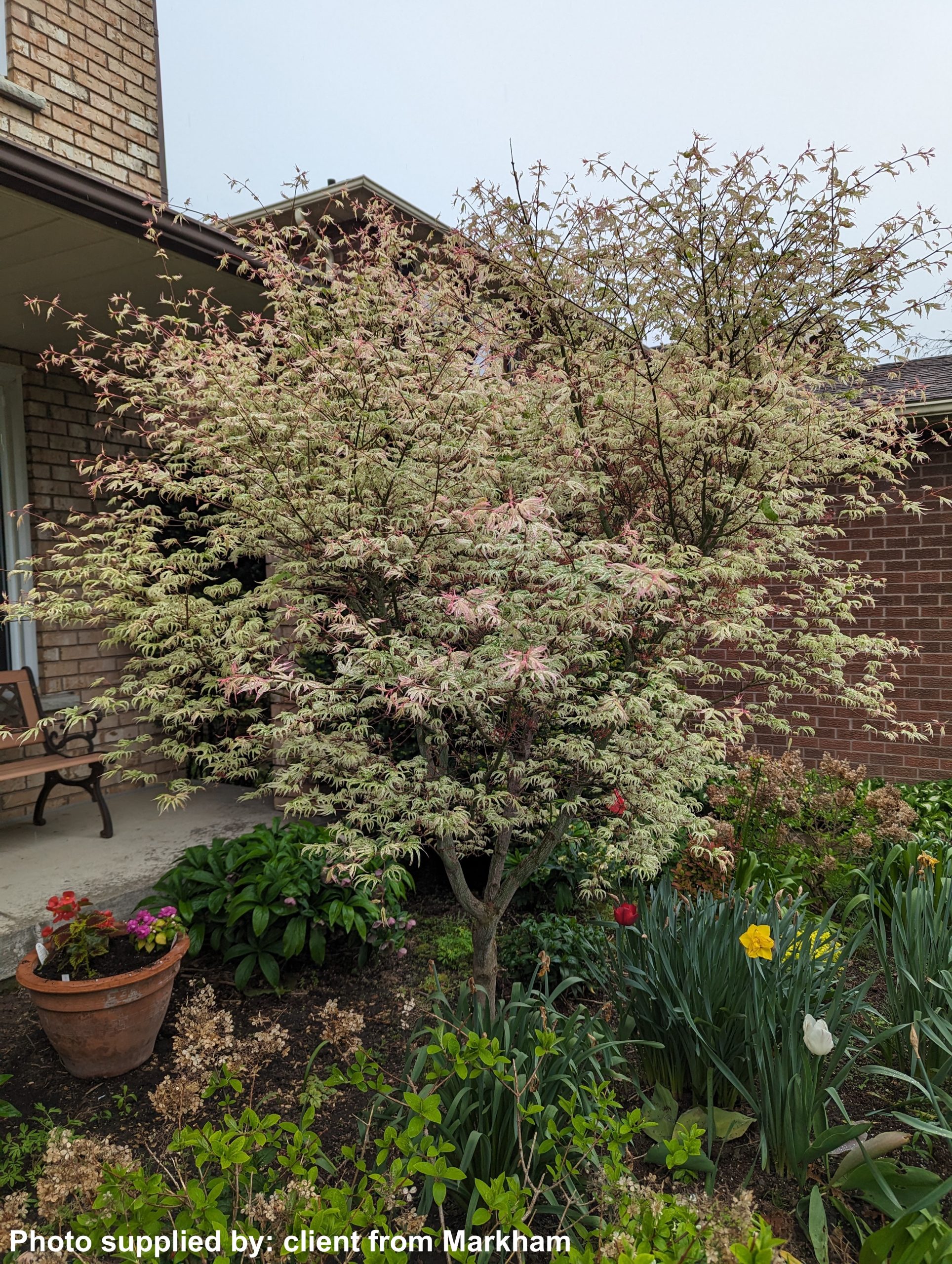 Acer Palmatum Ukigumo 5