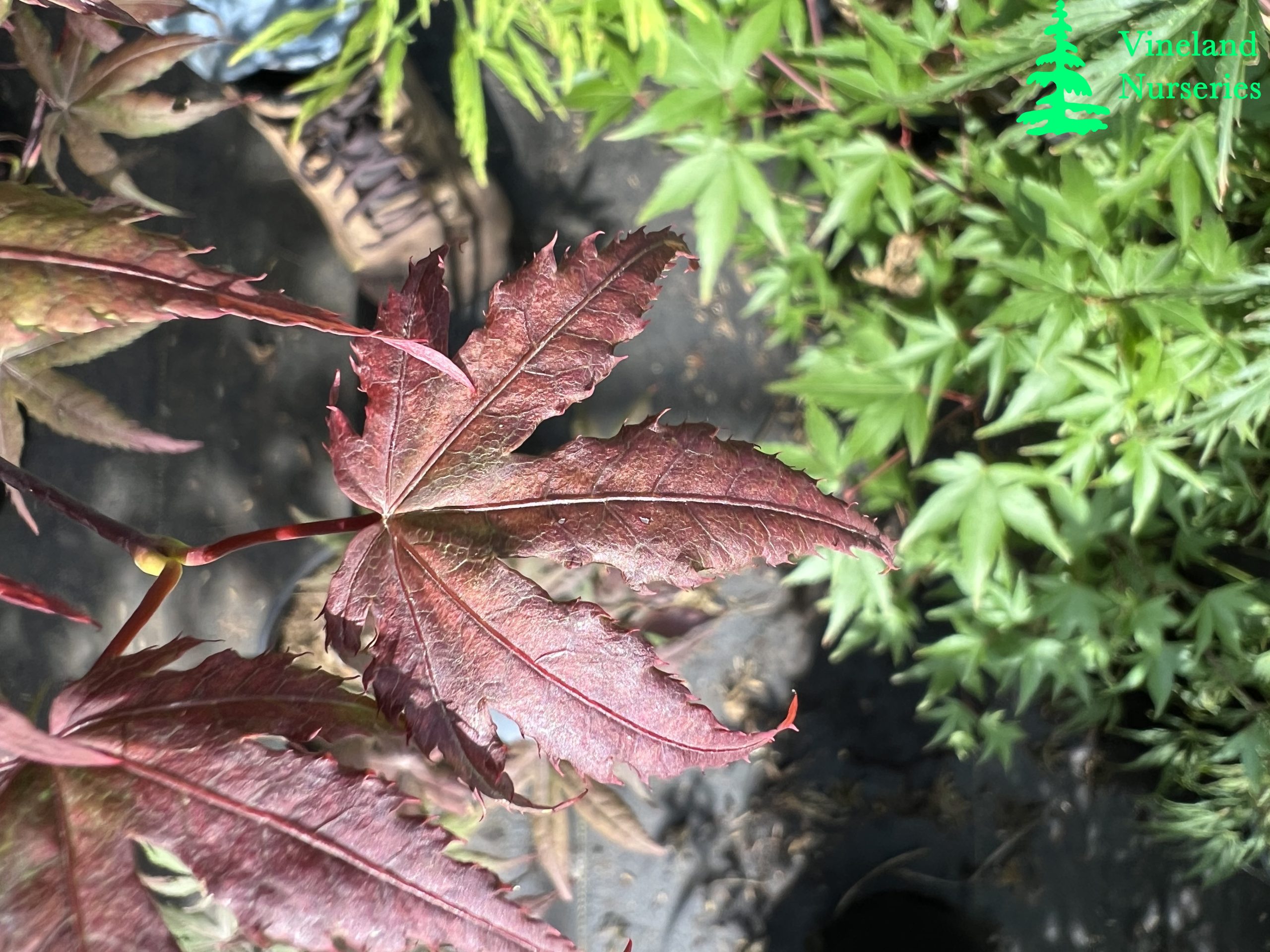 Acer Palmatum Uncle Ghost 1