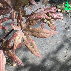 Acer Palmatum Uncle Ghost 2